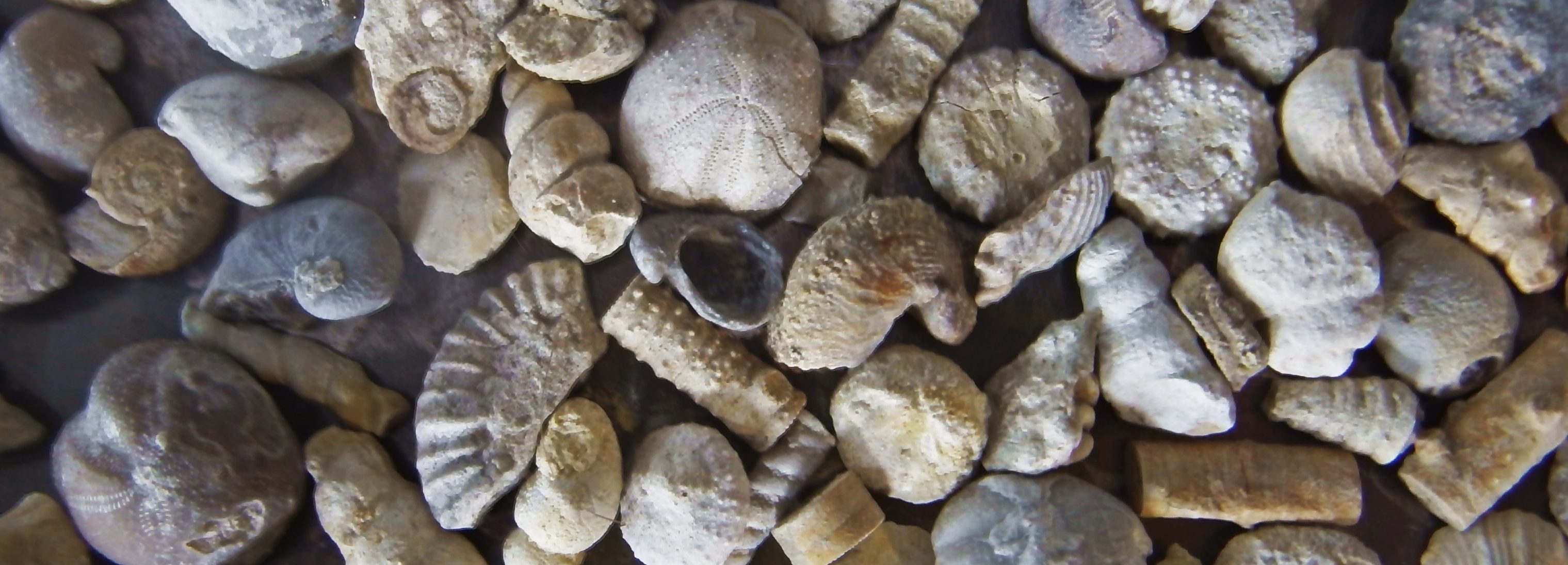 Fossil shell collections small sea shells 25 pieces sp 2 : Southern Arrow,  Fossil Shells From Southern Arrow For Sale